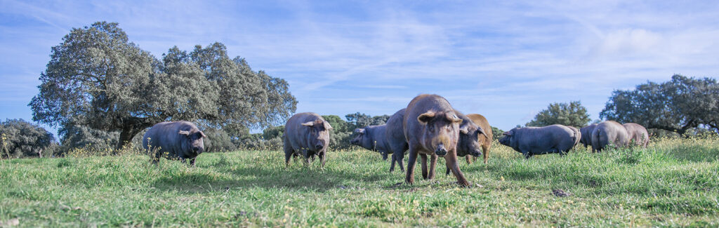 Imagen de cerdos ibéricos en una dehesa extremeña.
